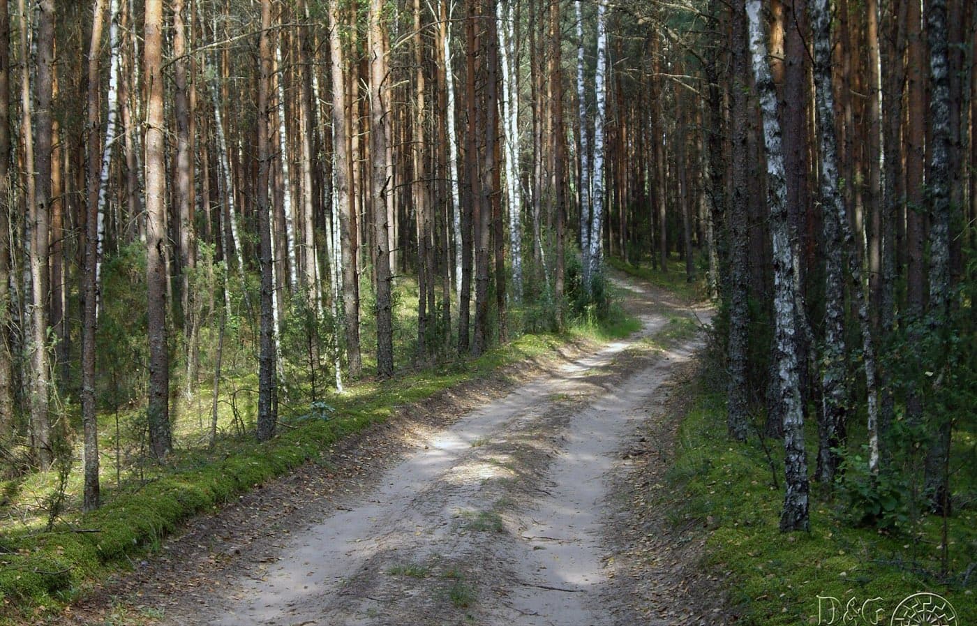 Smėlėtas miško kelias Dzūkijos pušyne