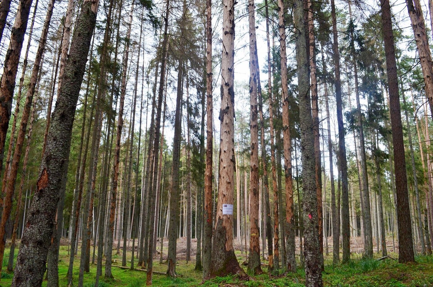 Spygliuočių medynas Punios šile