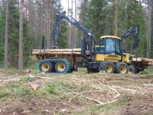 Forvarderis su mediena kirtavietėje
